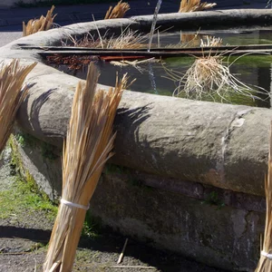 rencontres_autour_du_saule_2024_8